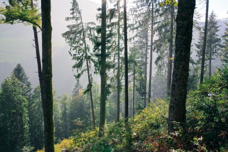 (© Schwarzwaldregion Belchen/ Werner Steiger/ Aitern)