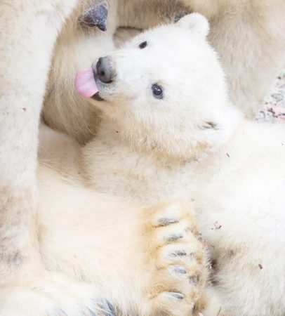 Bärenjunges im Zoo Mulhouse (© Zoo Mulhouse/ Michael Foos)