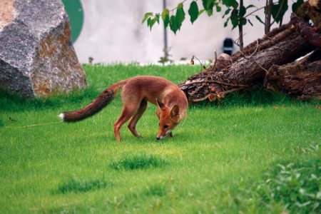 Fuchs im Parc du Petit Prince (© Reinhold Wagner)