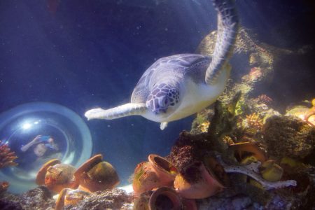 Wasserschildkröte in Konstanz (© Reinhold Wagner)