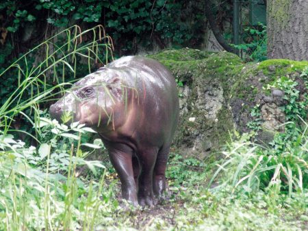 Zwergflußpferd im Basler Zoo (© Reinhold Wagner)